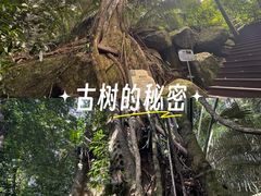 -霸王岭国家森林公园