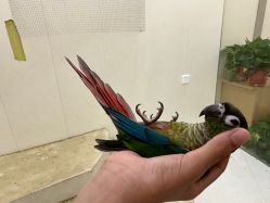 -Moni星球萌宠·小马宝莉·灵蛇·高端高阶全萌宠互动体验俱乐部(红豆国际广场店)