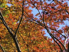 -陶陶居·雅园(凯华国际店)