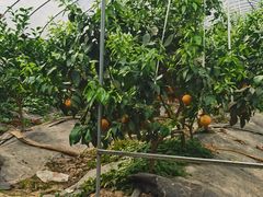 -武汉世外桃源农庄