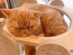 -飞行喵MR PILOT|猫舍·猫咖(静安大融城店)