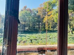 -野蔓果·山野菜(西湖景区·龙井茶田店)