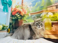 -爱洗澡的猫(望京店)