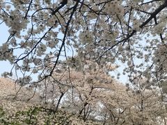 -嘉定紫藤园