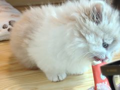 -小猫来了猫舍(福田店)