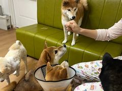 -是阿柴呀！柴犬咖啡·爱喵喵猫咖