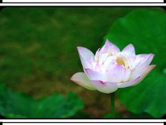 -陈家山荷花公园
