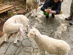 -神户市立六甲山牧场