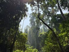 -西双版纳原始森林公园