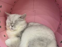 -糯米喵星人·撸猫猫舍咖啡馆(西市场嘉华店)