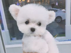 奶犬美容-BABYDOG宝贝狗宠物乐园(欧洲城店)