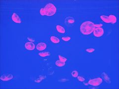 -波塞冬旅游度假区