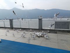 -海埂大坝