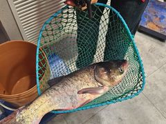 -鱼窝棚柴火铁锅炖(富山屯店)