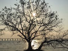 -宝安西湾红树林湿地公园