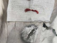 -爱诺耐芙动物医院(万博店)