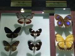 -上海昆虫博物馆