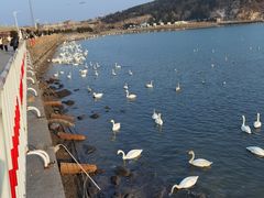 -烟墩角天鹅湖