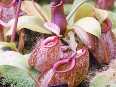 -中国科学院西双版纳热带植物园
