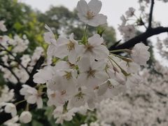 -老号尤兔头(幸福店)