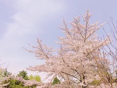 -西安青龙寺遗址景区