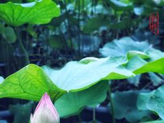 -陈家山荷花公园
