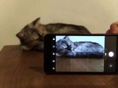 -猫色咖啡·猫咖