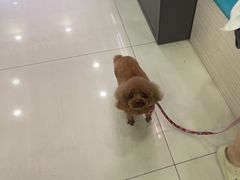 -天宠宠物医院24小时·急重症诊疗中心·全科·腔镜特色(和平分院)