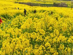 -三圣花乡旅游区