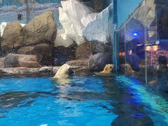 -海合安武汉极地海洋公园