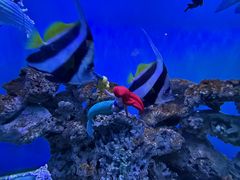 -太平洋海底世界