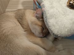 -屋虎猫馆(宝安大仟里店)