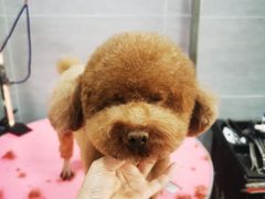 -宠福鑫康馨动物医院·骨科·眼科