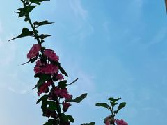 -重庆市江北嘴中央商务区中央公园