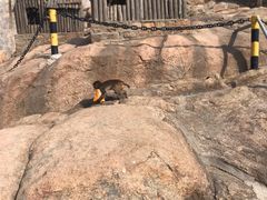 -西霞口神雕山野生动物世界