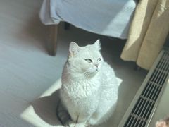 -喵zoo家庭繁育猫舍(尖东智能花园店)