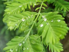 -国家植物园南园