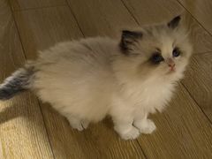 -艾贝尔宠物医院·24H转诊中心·肿瘤猫专科(江宁双龙店)