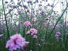 -杭州城北体育公园