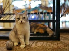 -more than meow吴止猫主题餐厅(承德 中船汇店)