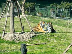 -上海野生动物园