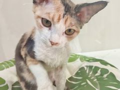 -青奢宠物·青奢猫舍