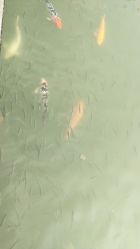-珍珠泉水上世界