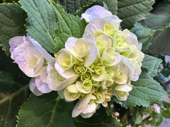 -爱尚鲜花店(粤通综合楼店)