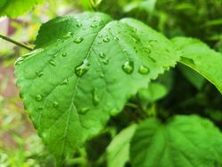 -巍阁高端月子会所