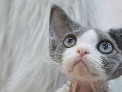 -山宅一喵德文卷毛猫舍