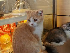 -瞄一喵猫咖(格力海岸店)