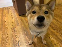 -柴务处·柴犬主题狗咖