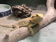 -上海大自然野生昆虫馆(东方明珠·爬宠昆虫探索中心)