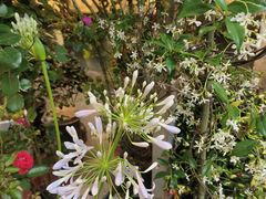 -双季花艺园艺市场(浦东店)